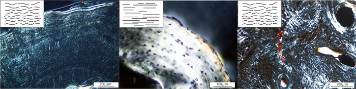 図３： オオサンショウウオと他の動物との骨組織の比較　（左：オオサンショウウオ、中央：現生両生類ファイアサラマンダー、右：絶滅両生類メトポサウルス）