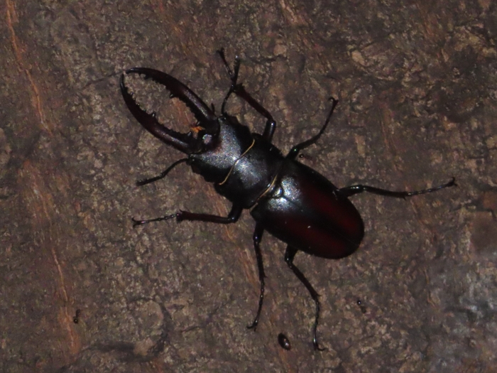 (昆虫)ノコギリクワガタ