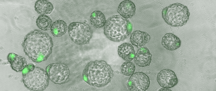 蛍光標識されたES細胞がマウス初期胚と混ざり合った様子