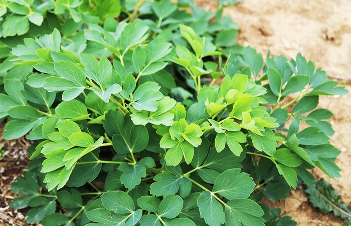 ボタンボウフウ