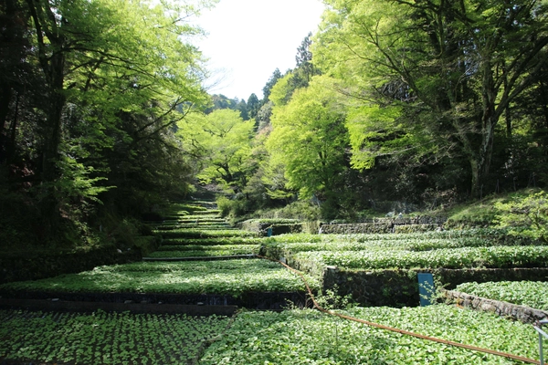 東京から2時間、伊豆・修善寺の新しい旅の魅力を提案　 「五感で楽しむ 伊豆わさびの1日ツアー」を 修善寺温泉旅館協同組合が造成