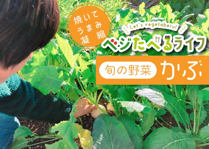 緒方湊くん ベジたべるライフコラム かぶ