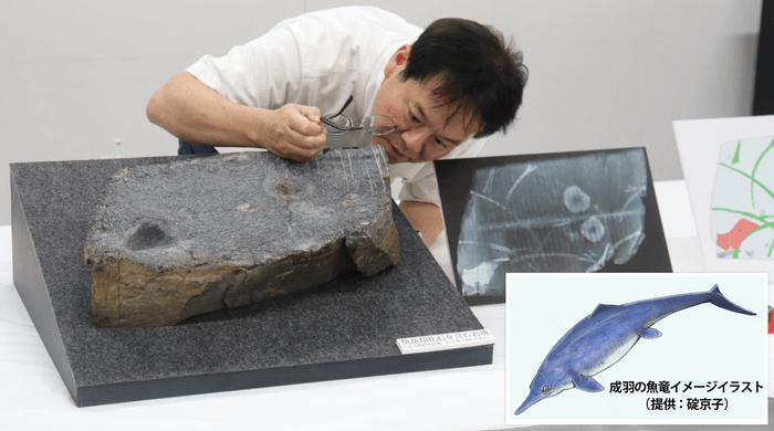 魚竜化石をじっくりと観察する加藤教授=高梁市役所で
