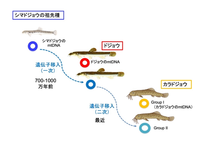 mtDNAの二次的遺伝子移入