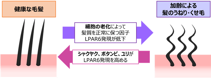 図4.LPAR6と毛髪のうねりの関係、および抽出エキスによる毛髪への作用イメージ