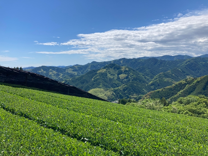 <通常の茶畑>