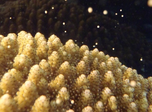 図2.ミドリイシ属サンゴの一斉産卵の様子