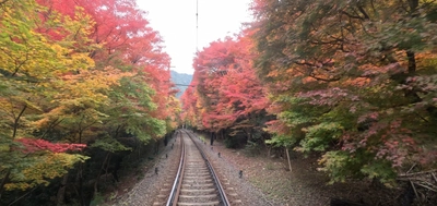 「もみじのトンネル」徐行運転および 「もみじのトンネルライトアップ」の期間を延長します