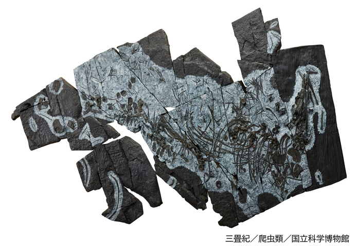 ウタツサウルス（レプリカ）