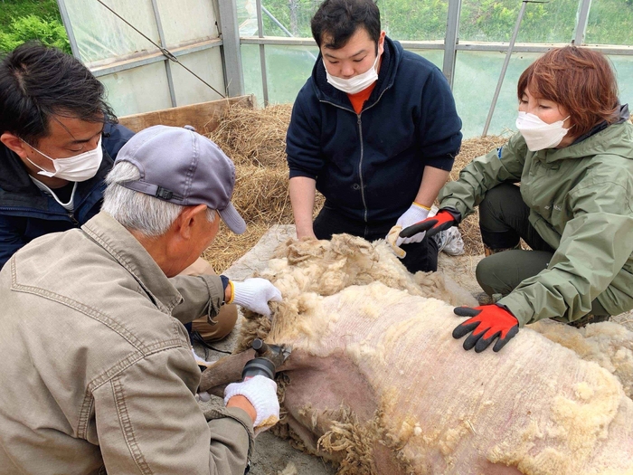 厚真町マトン イメージ4