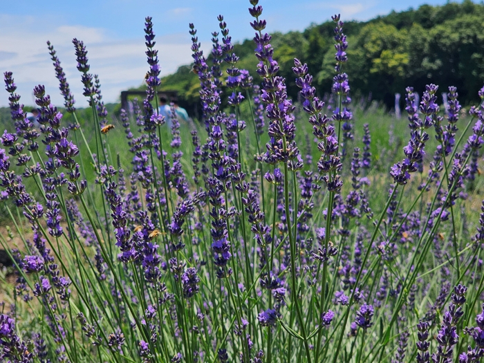 ラベンダーグロッソ2