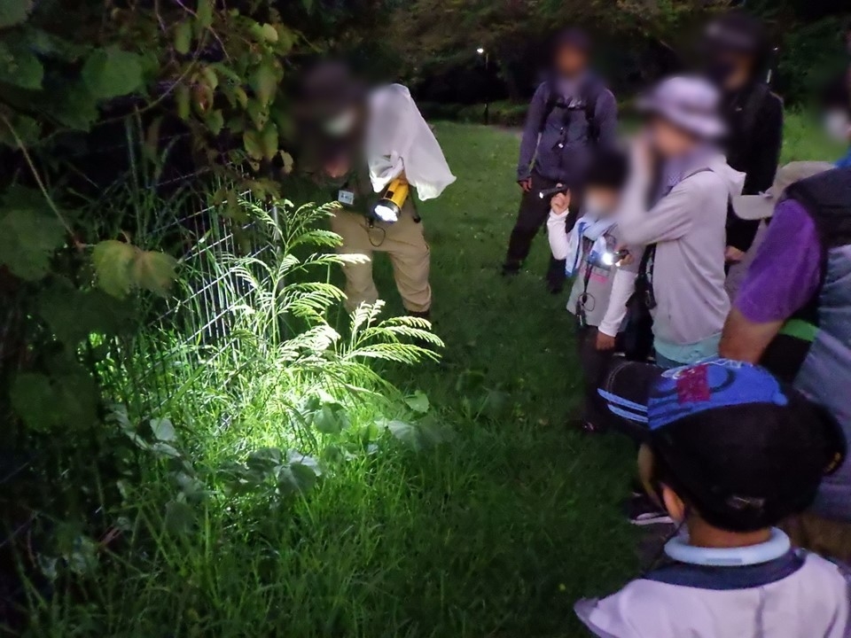 ネムノキの観察