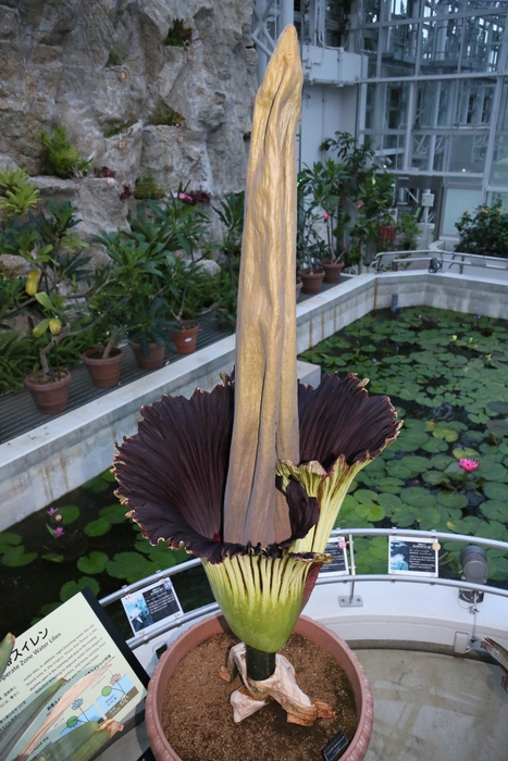 2021年に同園にて開花したショクダイオオコンニャク（前々回開花時の様子）