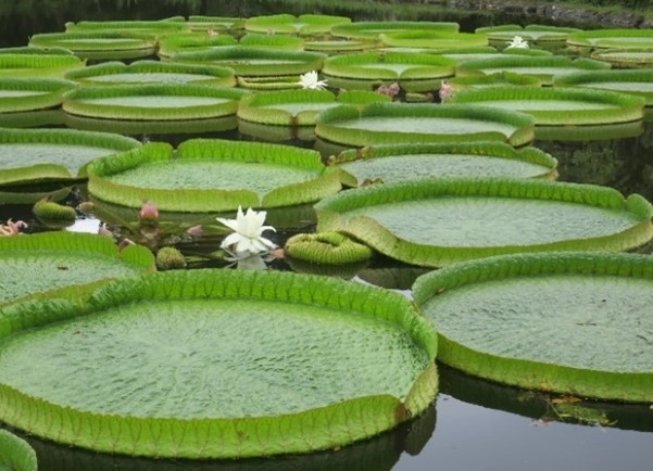 夜咲きの植物(令和4年撮影)