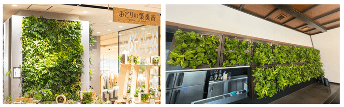 左:みどりの葉奏音 日本橋高島屋店、右:TERA CAFE SHIEN ZOJOJI