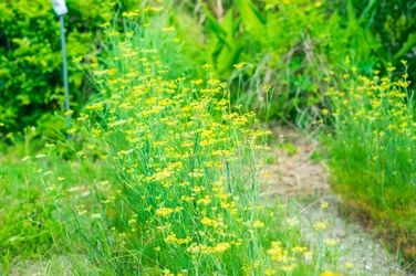 沖縄県初のクラフトアブサン「kagan Vol.02」 2025年6月18日新発売