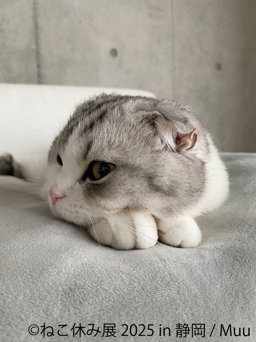 ねこ休み展 展示作品:Muu