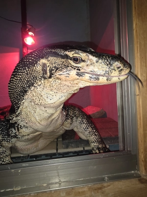 神奈川・オオトカゲ生体展示館 Monitor Park Neoにて こどもの日(5/5)は小学生が入館無料になるキャンペーンを実施