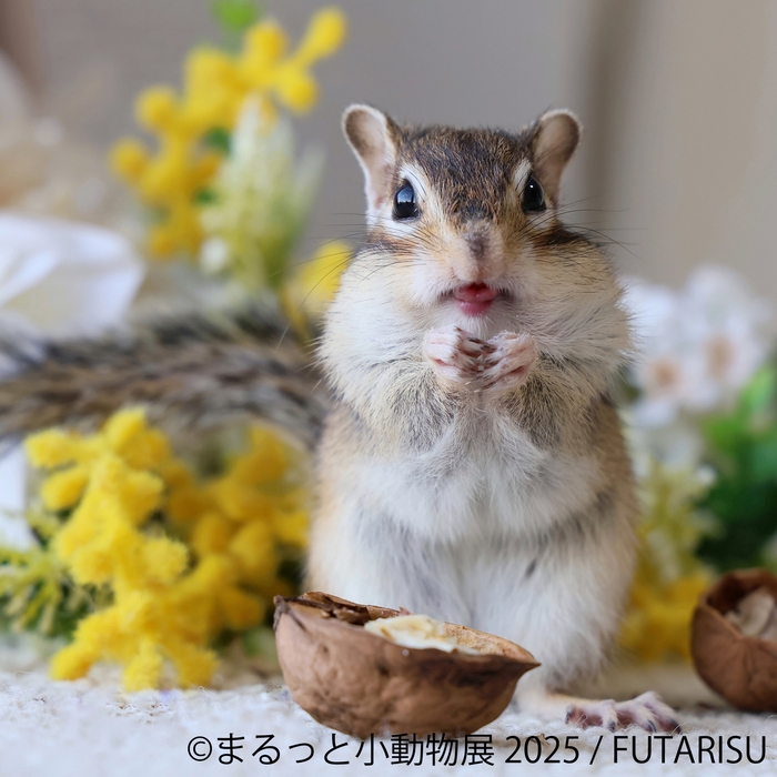 まるっと小動物展 展示作品:FUTARISU
