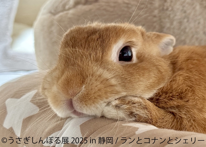 うさぎしんぼる展 展示作品4