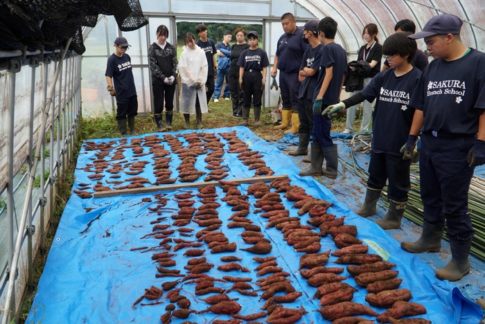 印旛特別支援学校_竹炭あり・なし サツマイモ比較