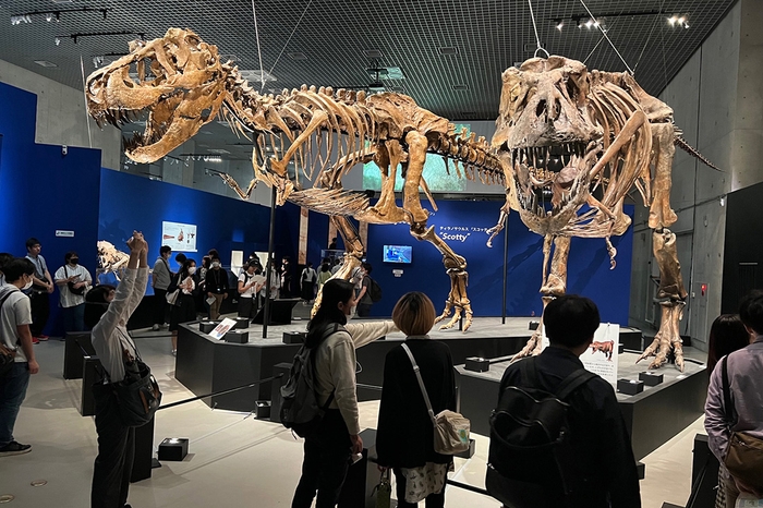 ティラノサウルスの全身骨格が並ぶ迫力満点の展示(東京・国立科学博物館で、6月18日閉幕)