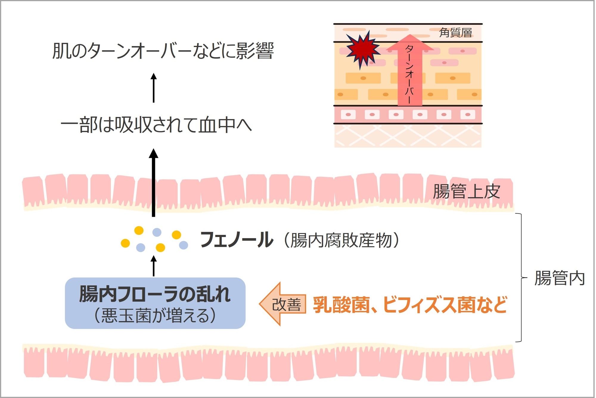 肌に対する腸内フローラの乱れの影響 イメージ図