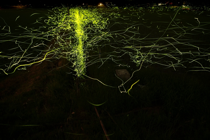 ホタル撮影場所付近2