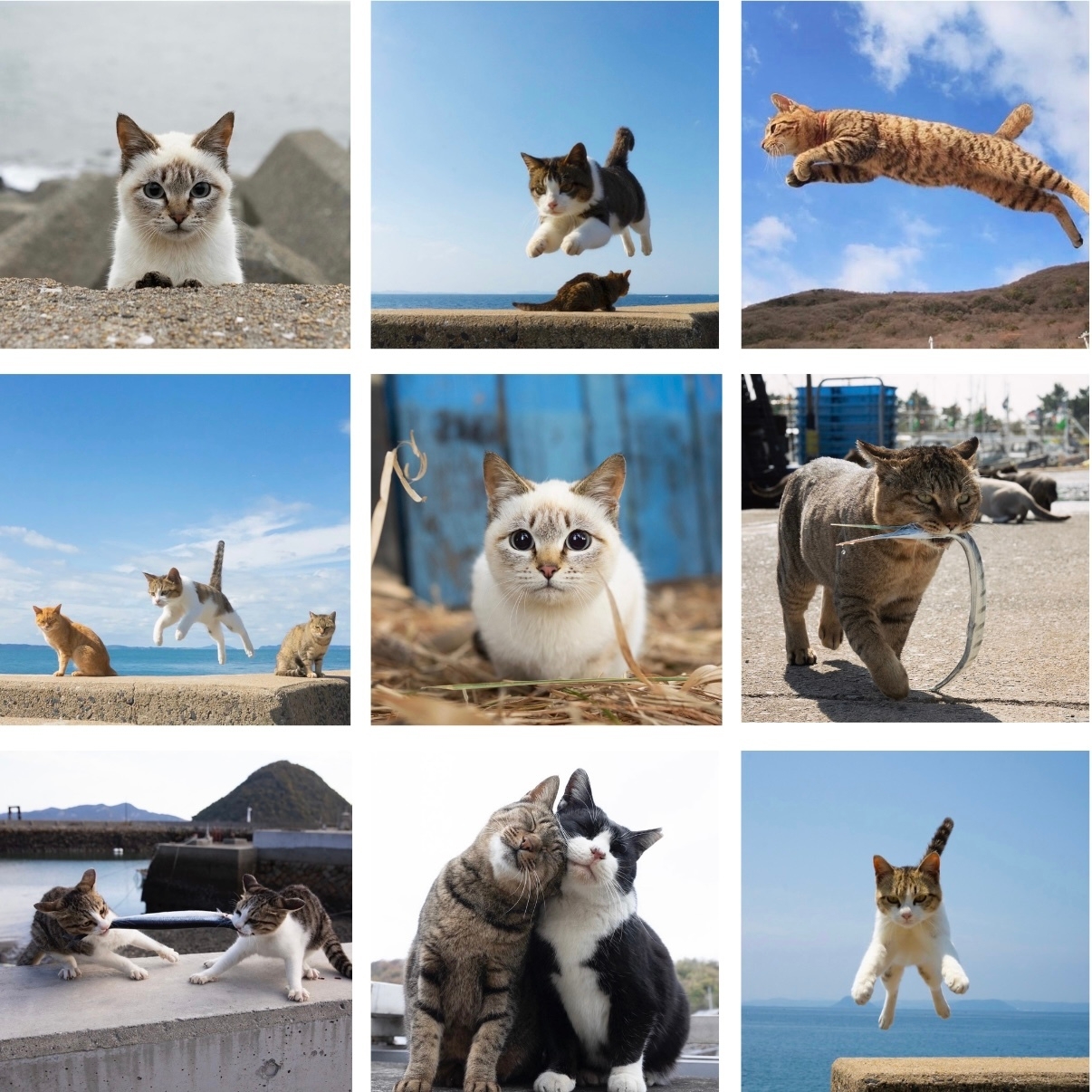 プロカメラマン写真家 五十嵐 健太 猫写真コーナー