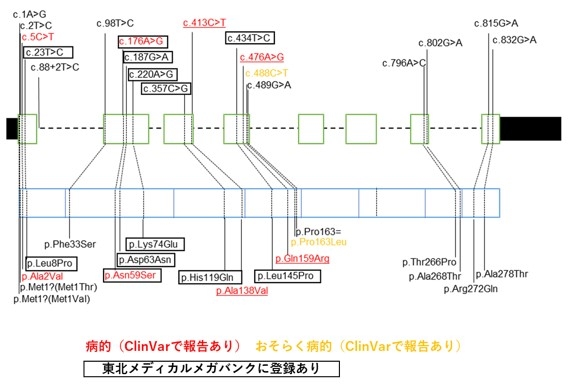 図1.ECHS1の遺伝子構造とバリアント 緑色の図はECHS1遺伝子の構造を示し、青色の図はECHS1のタンパク質を示している。バリアントが遺伝子上のどの部位に位置しているか、どのような塩基置換およびアミノ酸置換を生じるのかを図示した。