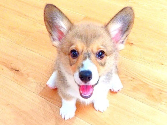 看板犬 豆