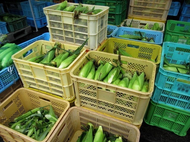 とうもろこしの直売会