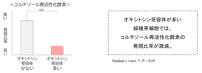 真皮の線維芽細胞における「コルチゾール再活性化酵素」の発現量の変化 グラフ(2)