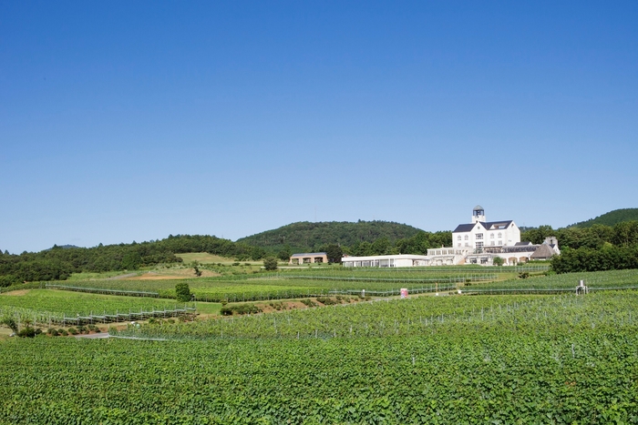 ワイナリー外観とぶどう畑