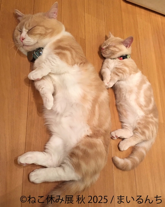 展示作品:まいるんち