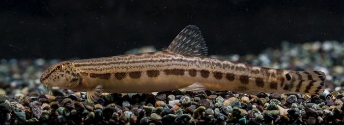 絶滅危惧種のタンゴスジシマドジョウ(森宗 智彦氏 撮影)