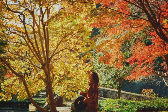 「布引の紅葉」の中で優雅に過ごす(3)