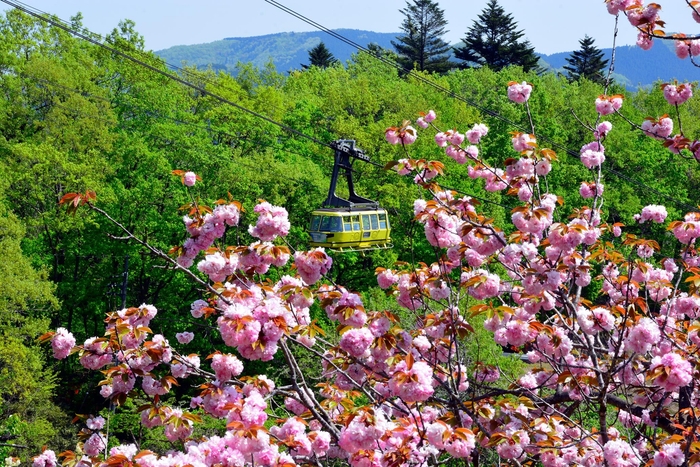 長瀞町内の桜 イメージ2