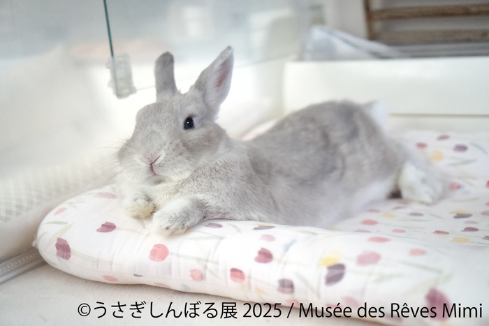 展示作品:Musee des Reves Mimi