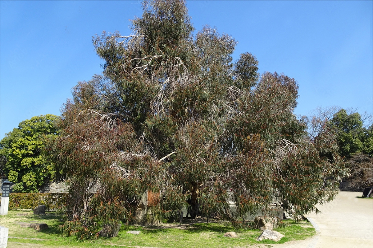 被爆樹木のユーカリ/広島城址公園