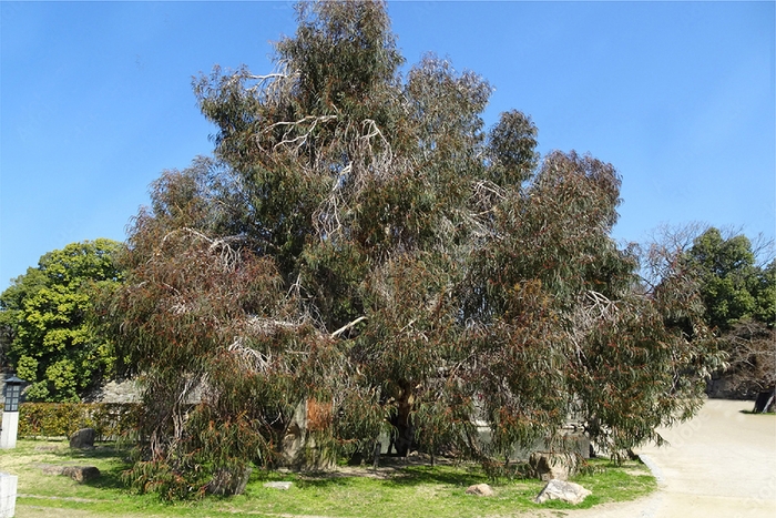 被爆樹木のユーカリ／広島城址公園