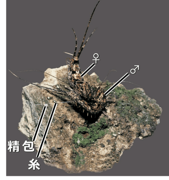 図２　一般のイシノミ類の配偶行動（写真はヒトツモンイシノミ）。 オスが自身で紡ぎ出した糸の上に精包を載せ、 それをメスが回収することで完了する「間接移精」。