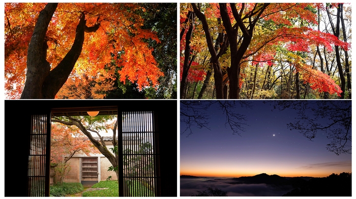 美しい紅葉動画と音楽の融合