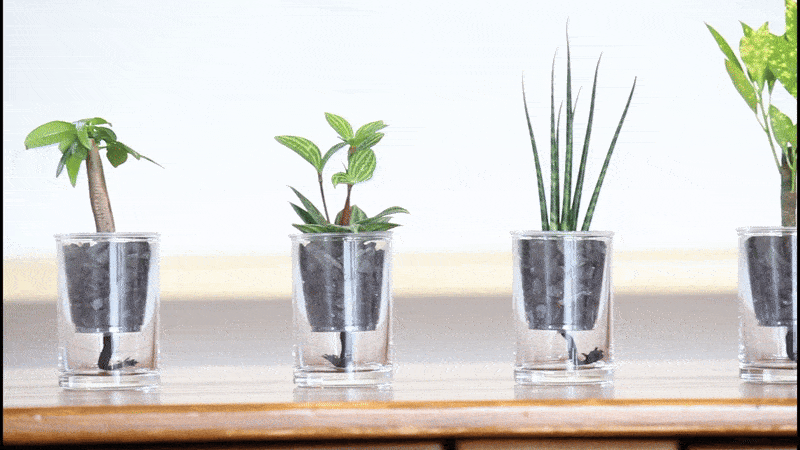 植物の種類は全部で5種