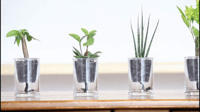 植物の種類は全部で5種