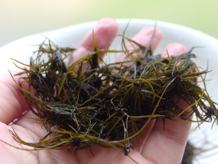 希少海藻 「まつも」