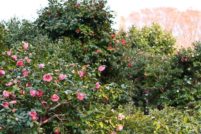 つばき園(令和6年撮影)