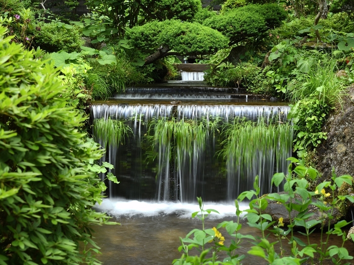 中庭の池