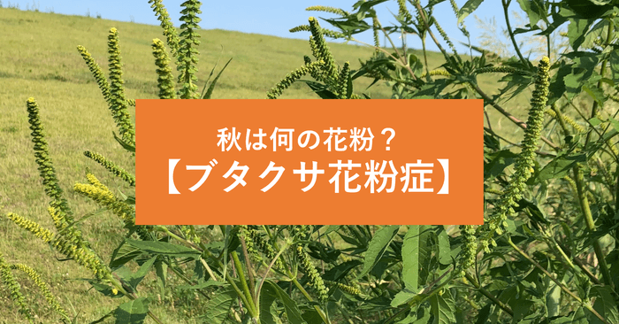 【8月9月10月の花粉】「ブタクサ花粉症」とは?飛散ピーク、症状の特徴、おすすめ花粉症薬、対策法