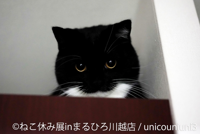 展示作品:unicouniuni3